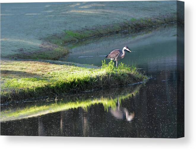 Great Blue Heron Canvas Print featuring the photograph Heron On Point by Jerry Griffin