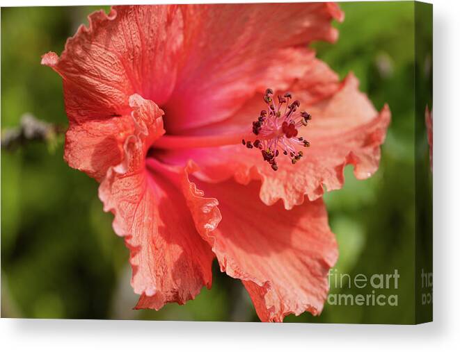 Hibiscus Canvas Print featuring the photograph Hibiscus by Eva Lechner