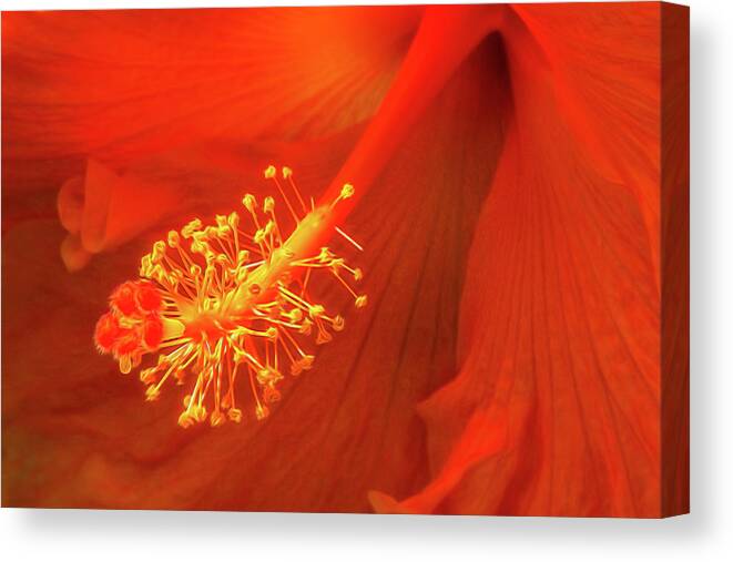 Hibiscus Canvas Print featuring the photograph Hibiscus Glow by Karen Smale