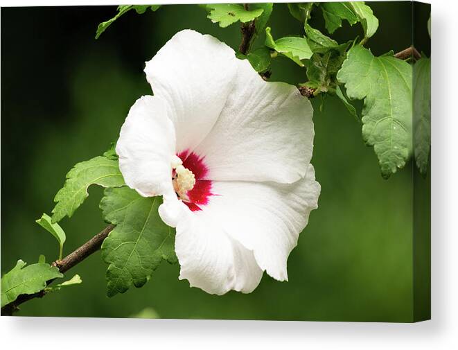 Flower Canvas Print featuring the photograph Hibiscus by Grant Twiss