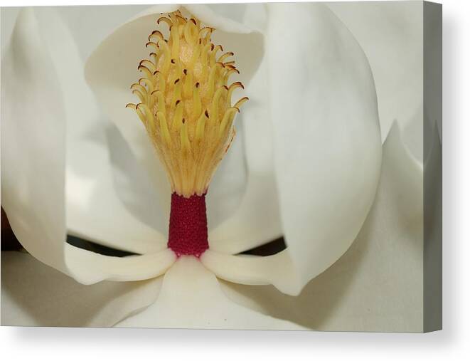 Magnolia Flower Canvas Print featuring the photograph Hidden Wonder 2 by Mingming Jiang