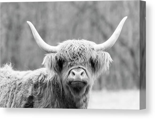 Cow Canvas Print featuring the photograph Highland Coo by Holly Ross