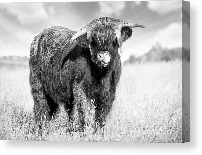Highland Cattle Canvas Print featuring the photograph Highland cow tongue lick black and white by Simon Bratt