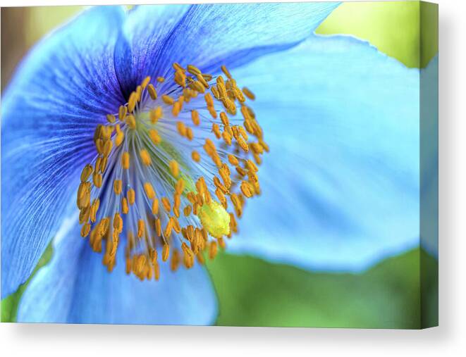 Himalayan Poppy Canvas Print featuring the photograph Himalayan Blue Poppy Macro by Jennie Marie Schell