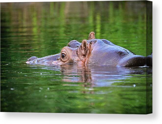 Animal Canvas Print featuring the photograph Hippo in water by Ed Stokes