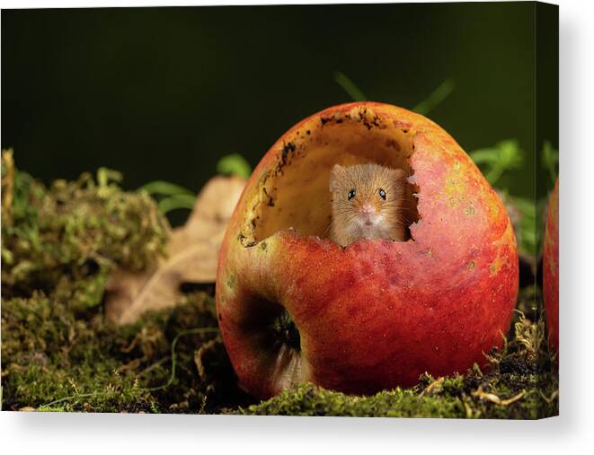 Harvest Canvas Print featuring the photograph Hm-2404 by Miles Herbert