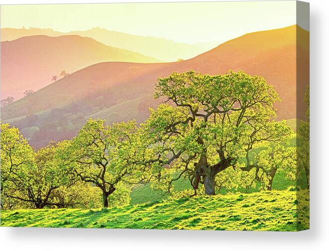 Sunset Canvas Print featuring the photograph California Oaks in Spring by Saxon Holt
