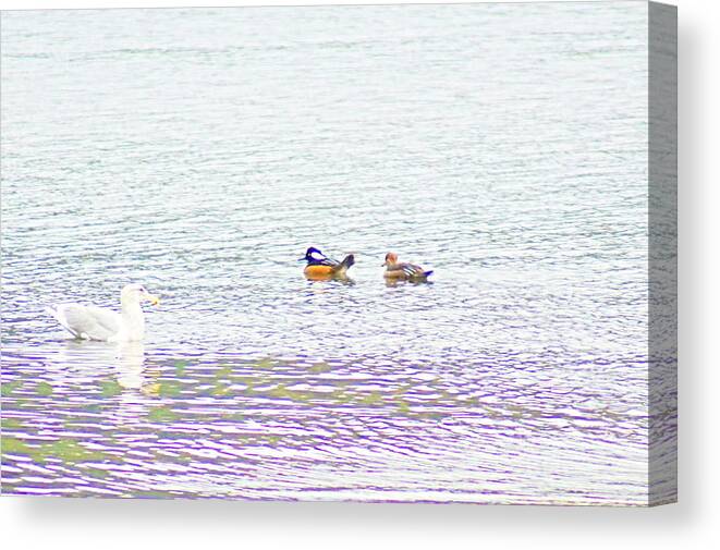 Harbor Canvas Print featuring the photograph Hooded Merganser by Bill TALICH