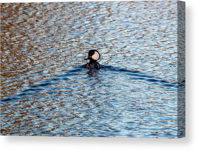 Duck Canvas Print featuring the photograph Hooded Merganser by Cathy Kovarik