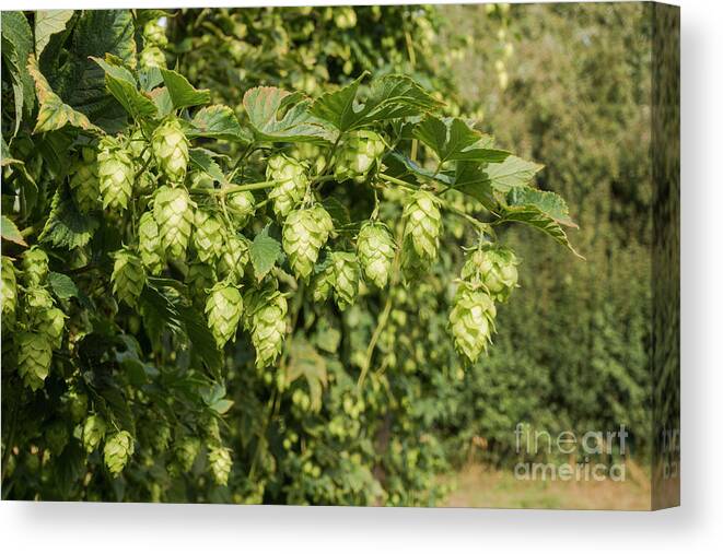 Hop Plants Canvas Print featuring the photograph Hops cones,, hop cones on plant, Humulus lupus, beer making. by Perry Van Munster