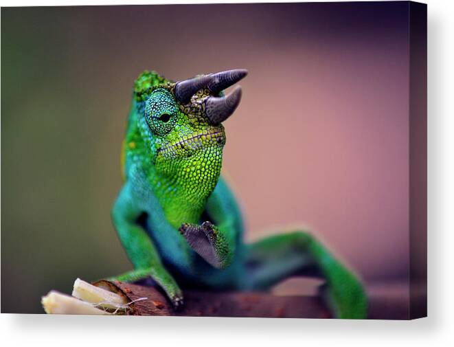 Chameleon Canvas Print featuring the photograph Horned Chameleon by Matti Barthel