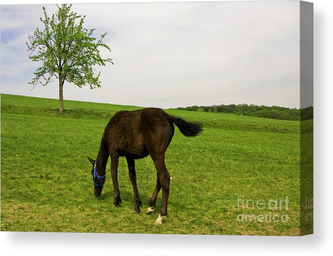 Horse Canvas Print featuring the photograph Horse and tree by Irina Afonskaya