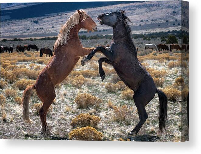 Horse Canvas Print featuring the photograph Horse Fight by Michael Ash