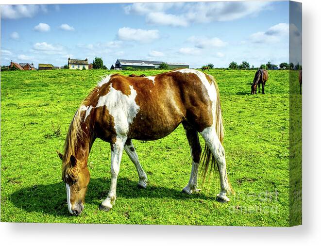 Horse Canvas Print featuring the photograph Horses in a field in Heywood Grt Manchester, UK by Pics By Tony