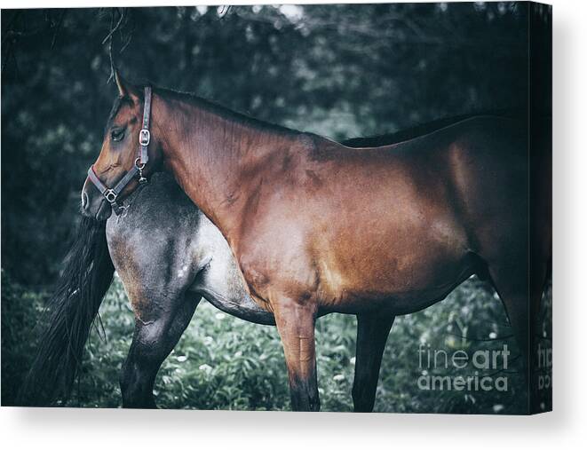Horse Canvas Print featuring the photograph Horses rest under a tree by Dimitar Hristov