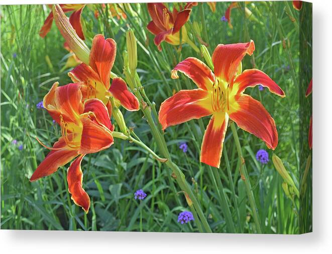Daylilies Canvas Print featuring the photograph Hot July Field of Daylilies by Janis Senungetuk