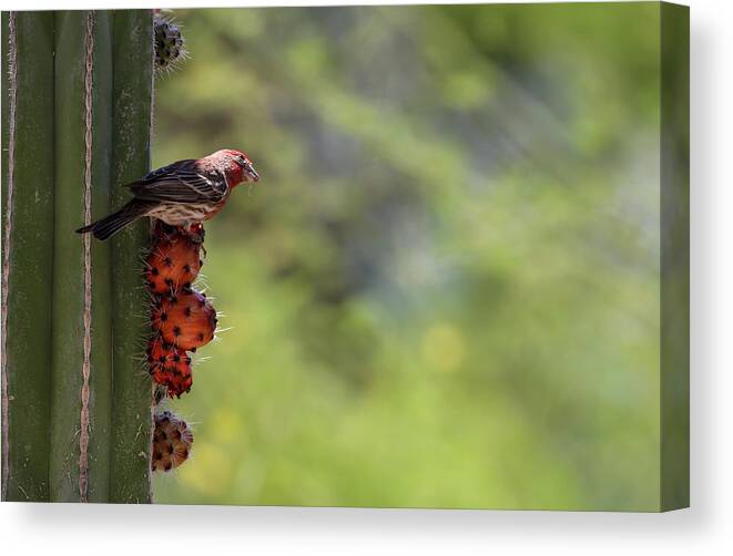 Arizona Canvas Print featuring the photograph House Finch eating Cactus Fruit 1 by Dawn Richards