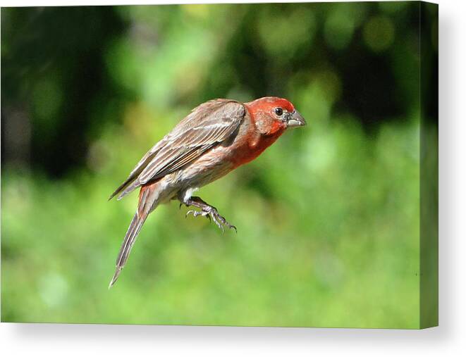 House Finch Canvas Print featuring the photograph House Finch Tail Down Flight by Jerry Griffin