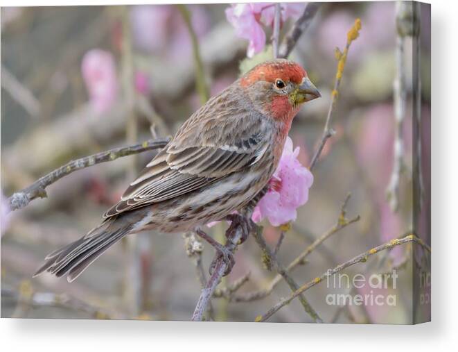 Cherry Tree Canvas Print featuring the photograph House Finch Visitor in Cherry Tree by Nancy Gleason