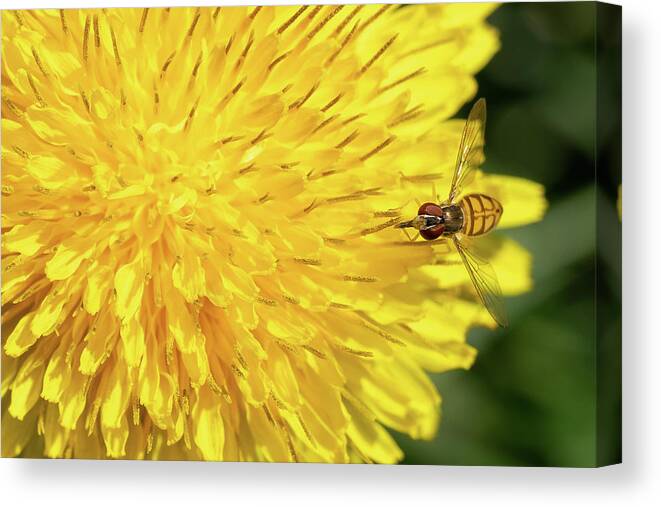 Hover Canvas Print featuring the photograph Hover Fly Breakfast by Brooke Bowdren