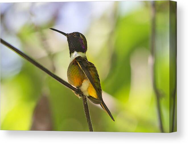 Hummingbird Canvas Print featuring the photograph Humming bird displaying all the colors of its beautiful feather by Montez Kerr