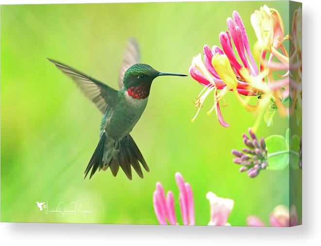 Nature Canvas Print featuring the photograph Hummingbird Beauty by Linda Shannon Morgan