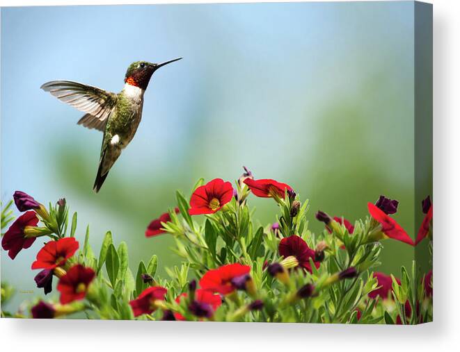 Hummingbird Canvas Print featuring the photograph Hummingbird Frolic with Flowers by Christina Rollo