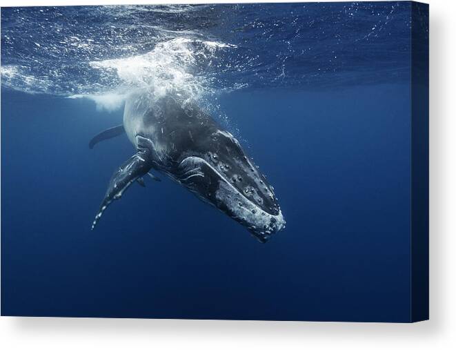 Underwater Canvas Print featuring the photograph Humpback whale calf playing near the surface, Kingdom of Tonga. by By Wildestanimal