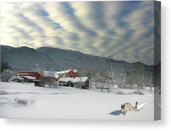 Winter Canvas Print featuring the photograph Huskie Freestyle by Wayne King