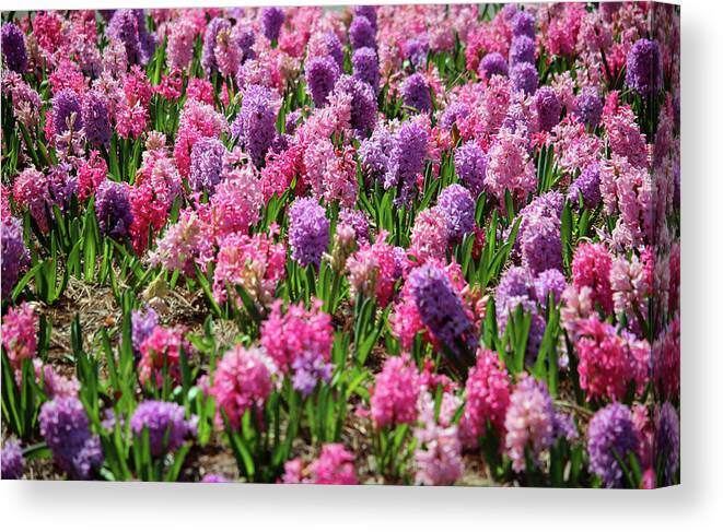 Hyacinth Canvas Print featuring the photograph Hyacinth Colorful Flowerbed by Cynthia Guinn