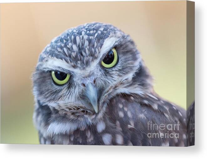 Owls Canvas Print featuring the photograph I Give A Hoot by Chris Scroggins
