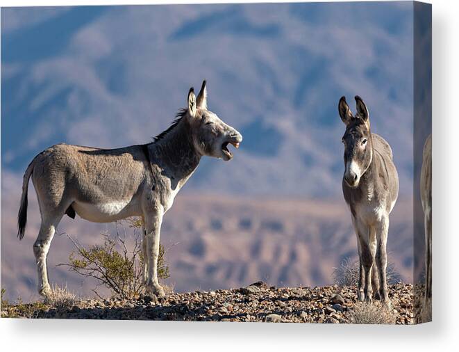 Wild Burros Canvas Print featuring the photograph I told you by Mary Hone