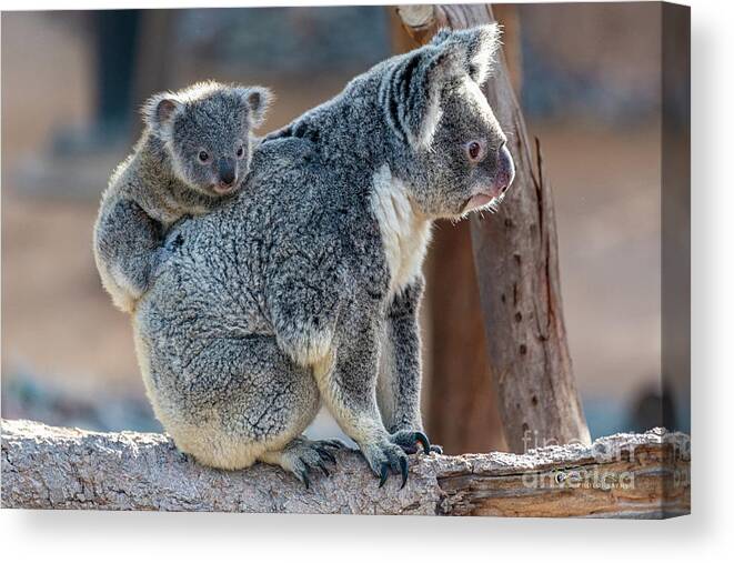 San Diego Zoo Canvas Print featuring the photograph I Want Off Please, Mama by David Levin