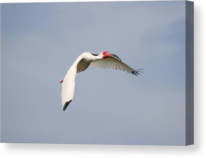 White Ibis Canvas Print featuring the photograph Ibis in Flight by Mingming Jiang