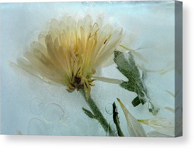 Flora Canvas Print featuring the photograph Ice Flower Number 1 by Mary Lee Dereske