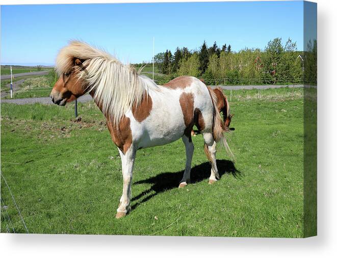 Horse Canvas Print featuring the photograph Icelandic Horse by Richard Krebs