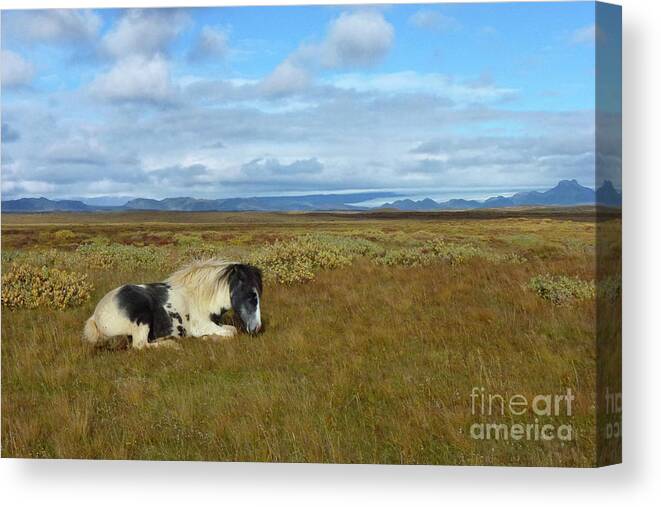 Photography Canvas Print featuring the photograph Icelandic Pony 2 by Stephanie Gambini
