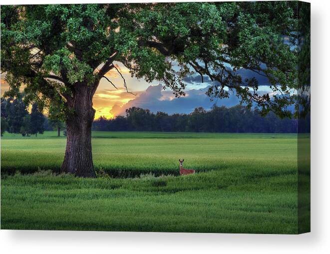Deer Doe Sunset Wheat Green Oak Tree Scenic Landscape Horizontal Stoughton Dane County Wisconsin Field Barley Evening Tranquil Idyllic Relaxing Peaceful Canvas Print featuring the photograph Idyllic - Oak tree sheltering white-tail doe in wheat field near Stoughton WI by Peter Herman
