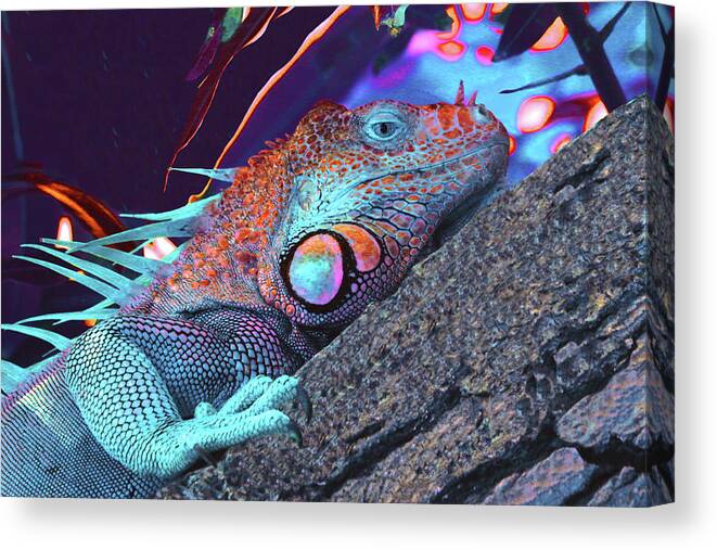 Iguana Canvas Print featuring the photograph Iguana 3 - Abstract by Ron Berezuk