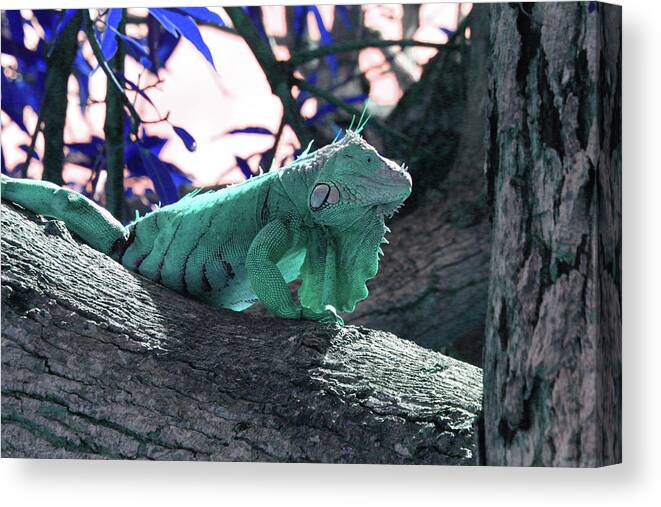 Iguana Canvas Print featuring the photograph Iguana 8 - Abstract by Ron Berezuk