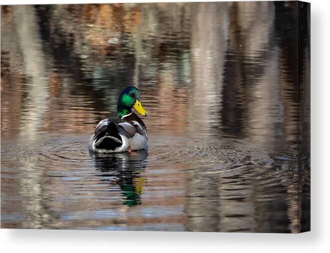 Duck Canvas Print featuring the photograph I'll Leave Now by Linda Bonaccorsi