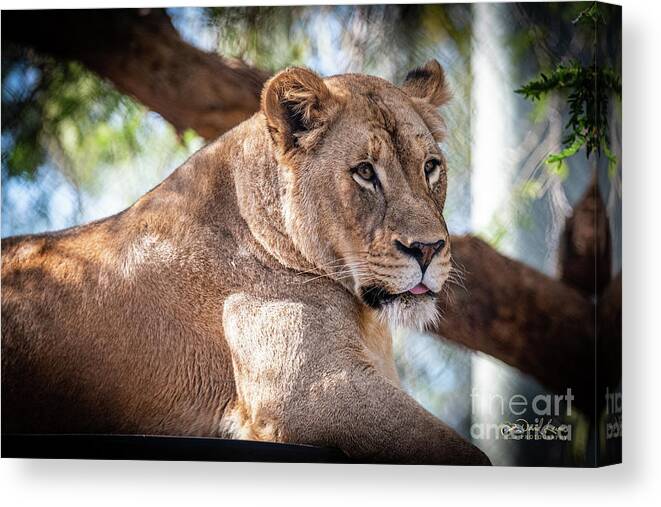 Cat Canvas Print featuring the photograph I'm Not Watching You by David Levin