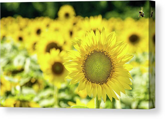Bumble Bee Canvas Print featuring the photograph In Coming by Pam DeCamp