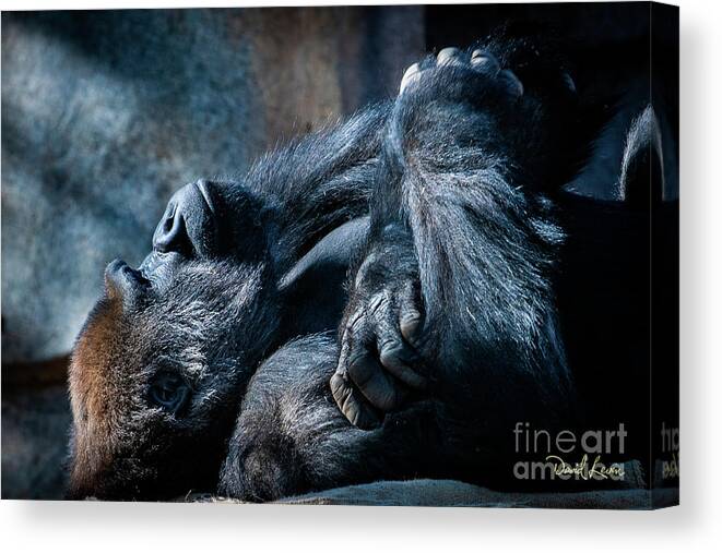 Animals Canvas Print featuring the photograph In Deep Thought by David Levin