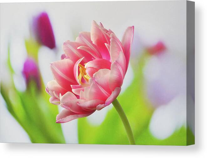 Tulips Canvas Print featuring the photograph In Front Of The Bunch by Terence Davis