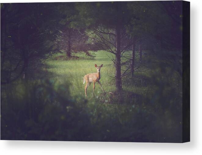 Carrie Ann Grippo-pike Canvas Print featuring the photograph In the Clearing at Dusk by Carrie Ann Grippo-Pike