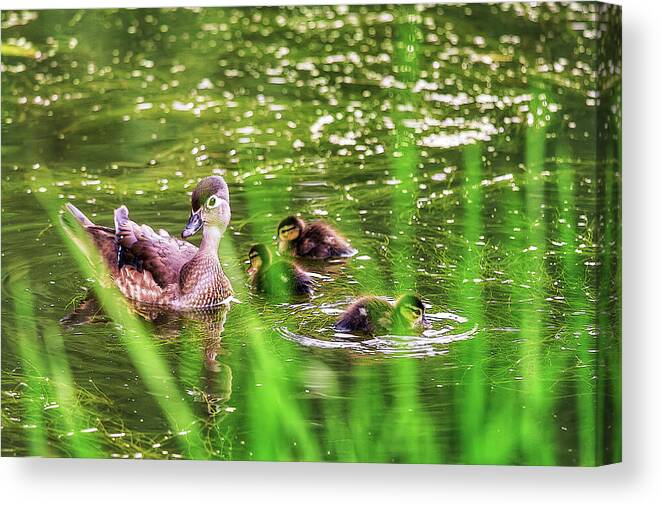 Wood Ducks Canvas Print featuring the photograph In the pond by Tatiana Travelways