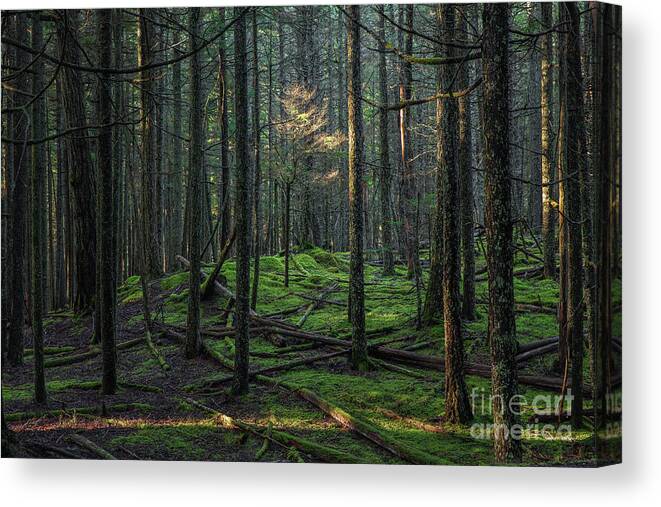 Discover Pass Canvas Print featuring the photograph In the Spotlight by Ernesto Ruiz