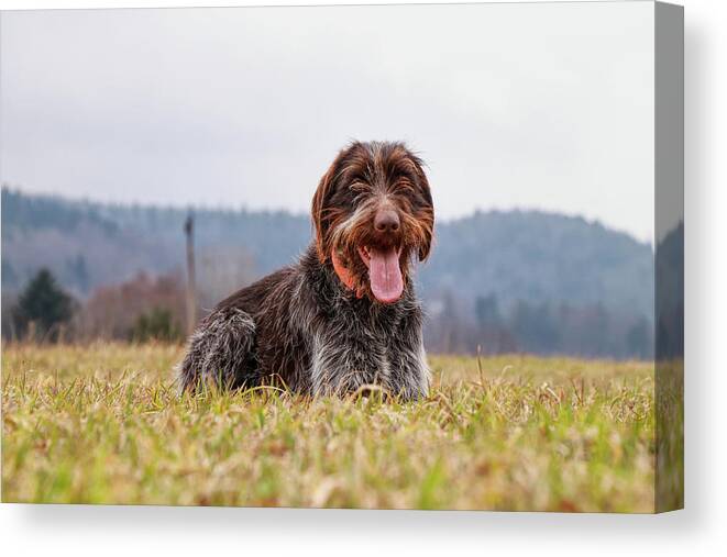 Bohemian Wire Canvas Print featuring the photograph Incredible love bohemian wire sitting and relaxing in grass of meadow. Wirehaired puppy is relaxing with tongue out and happy animal face in field. Bohemian pointer enjoy a clean air by Vaclav Sonnek