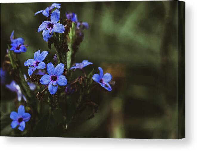 Flora Canvas Print featuring the photograph Indigo Bloom by Mireyah Wolfe